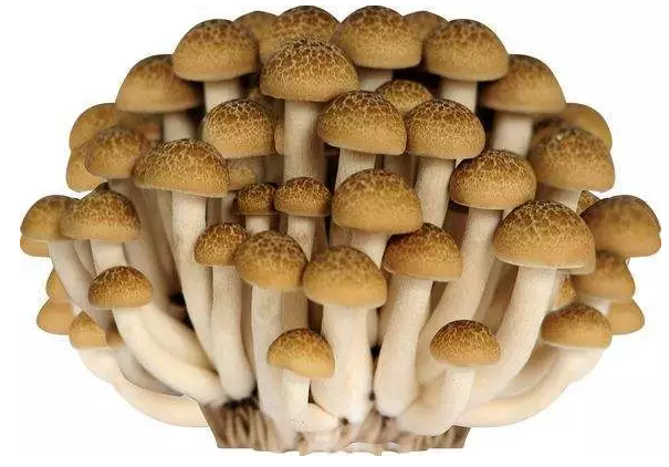 http://m.nairie.com/ewebeditor/uploadfile/20170914091421667001.png