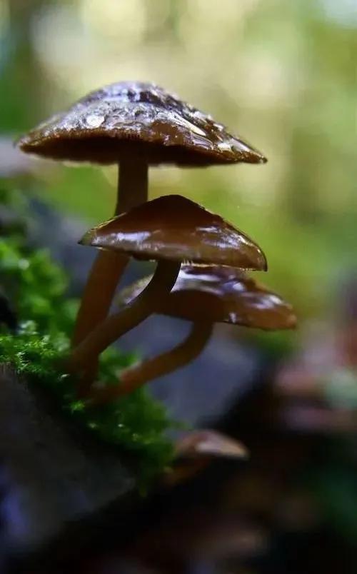 國家蘑菇地理：中國哪里的蘑菇最好吃？