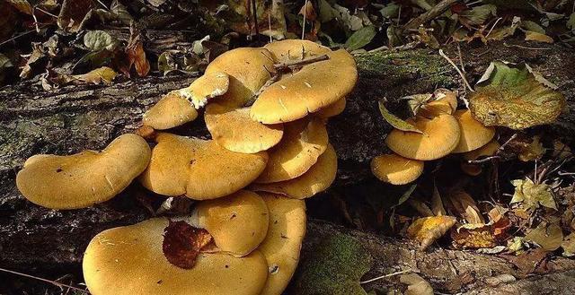 國家蘑菇地理：中國哪里的蘑菇最好吃？