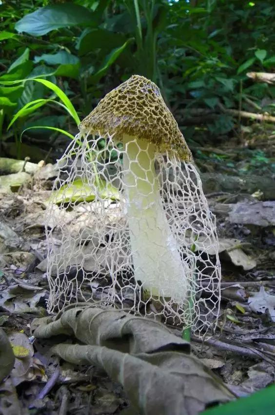 國家蘑菇地理：中國哪里的蘑菇最好吃？